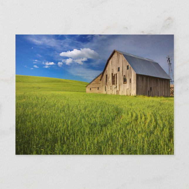 Old Barn in Field of Spring Wheat Postcard (Front)