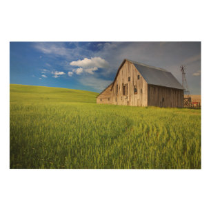 Old Barn in Field of Spring Wheat Wood Wall Art