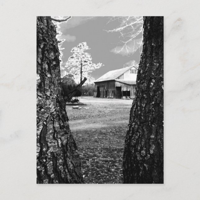 Old Barn Rural Barns Country Black & White Photo Postcard (Front)