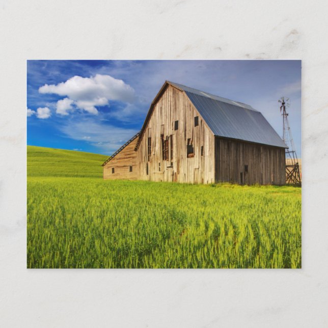 Old Barn Surrounded by Spring Wheat Field 1 Postcard (Front)
