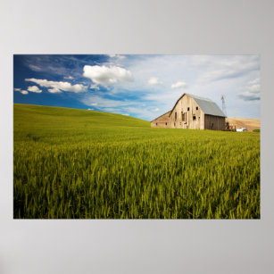 Old Barn Surrounded by Spring Wheat Field 2 Poster