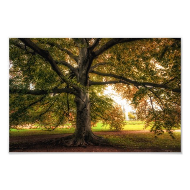 Old Beech Tree in the Park Photo Print (Front)