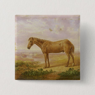 Old Billy, a Draught Horse, Aged 62 (oil on panel) Button