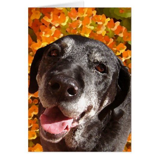 Old Black Labrador Cards (Front)