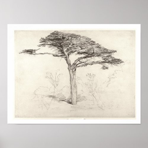 Old Cedar Tree in Botanic Garden Chelsea 1854 p Poster