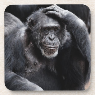 Old Chimpanzee coasters