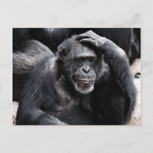 Old Chimpanzee postcard