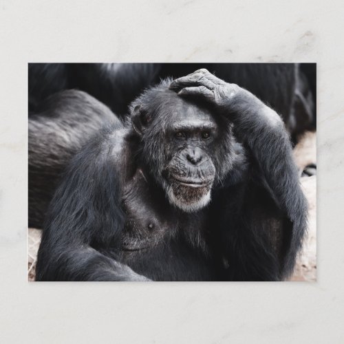 Old Chimpanzee  postcard