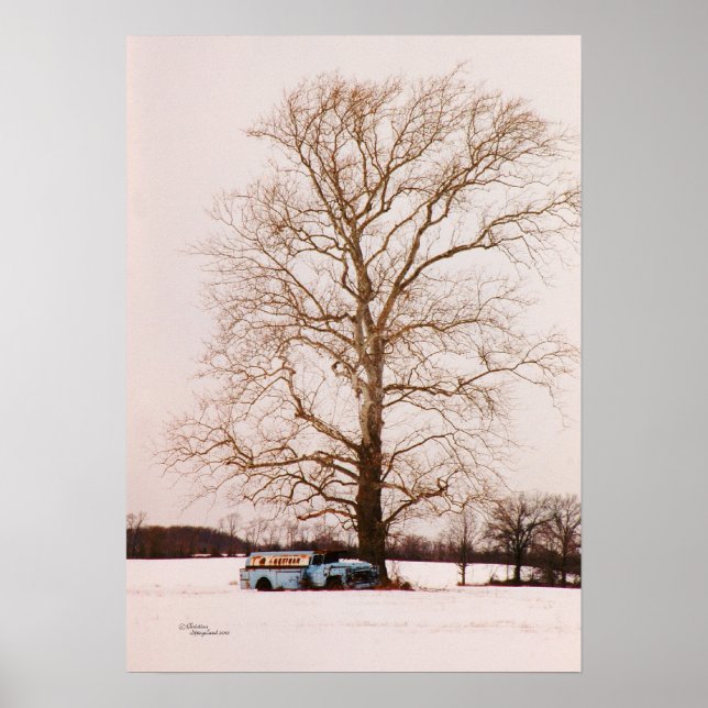 Old classic tanker truck Sycamore tree Poster (Front)