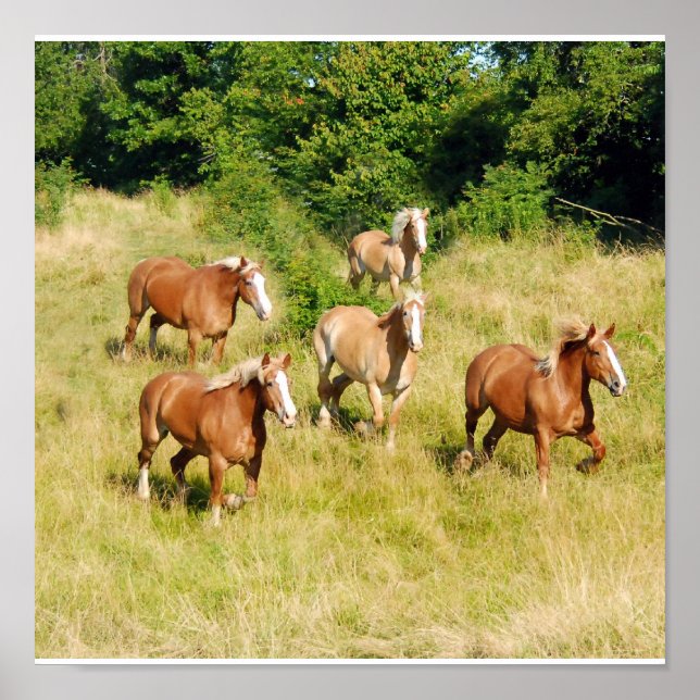 Old Draft Horses Print (Front)