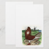 Old Dutch Capuchine Pigeon (Front/Back)