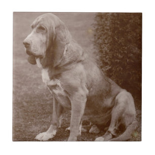 Old English Bloodhound Ceramic Tile