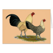 Old English Cream Buttercups (Front Horizontal)