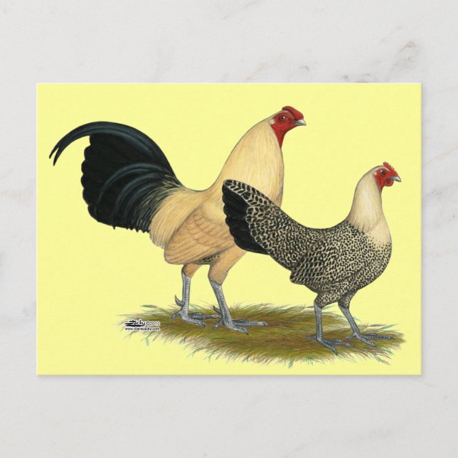 Old English Cream Buttercups Postcard (Front)