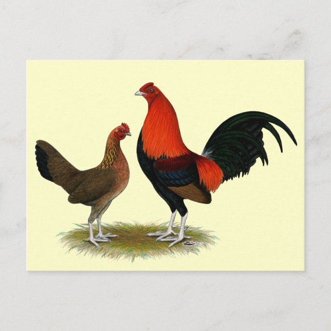 Old English Game Bantams:  BB Red Pair Postcard (Front)