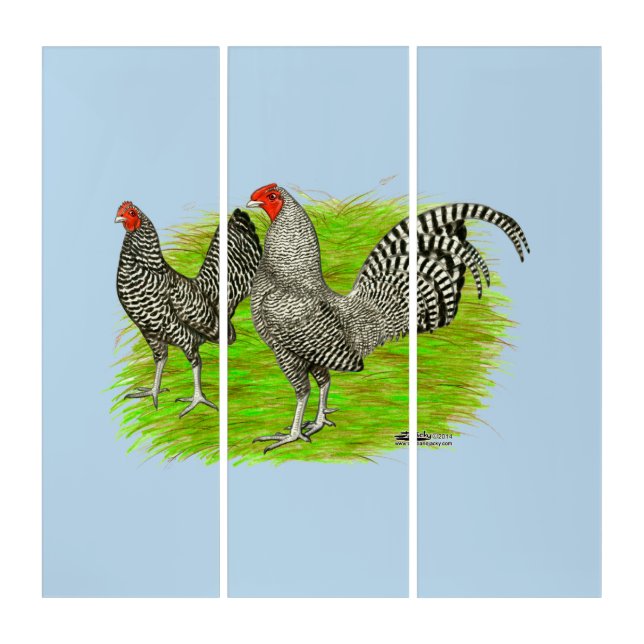 Old English Game Barred Chickens Triptych (Front)