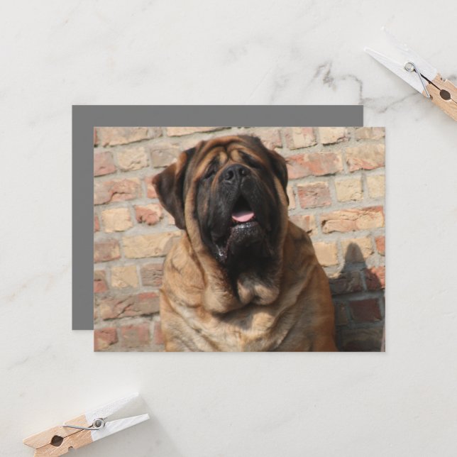 old English Mastiff Invitation (Front/Back In Situ)