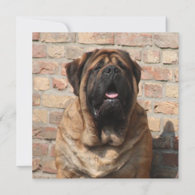 old English Mastiff Invitation (Front)