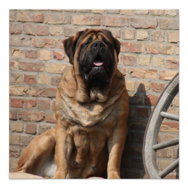 old English Mastiff Poster (Front)