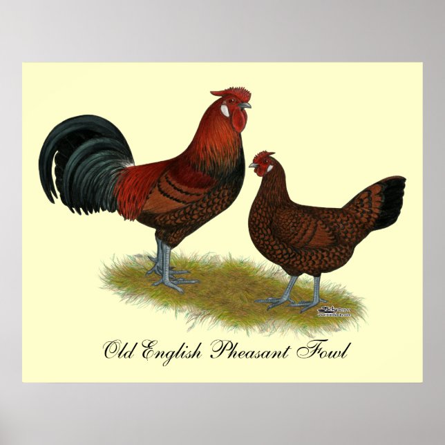 Old English Pheasant Fowl Poster (Front)