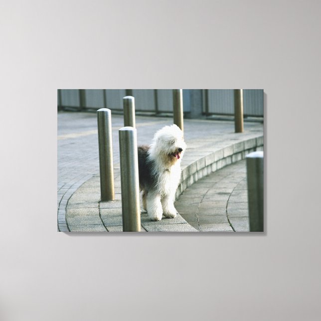 Old English Sheep Dog Canvas Print (Front)