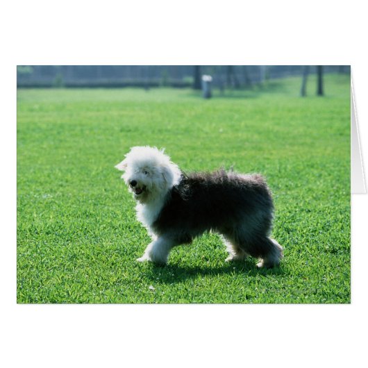 Old English Sheep Dog Cards (Front Horizontal)
