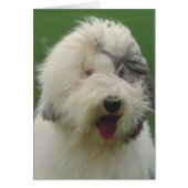 Old English Sheepdog (Front)