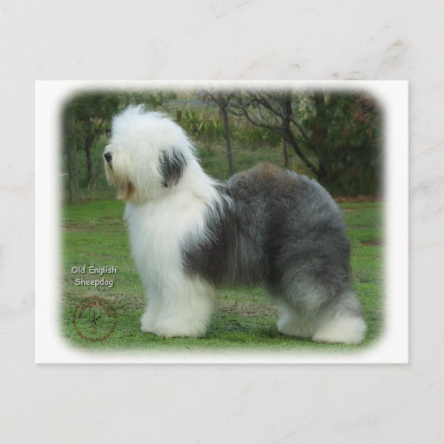 Old English Sheepdog 9F054D-18 Postcard (Front)
