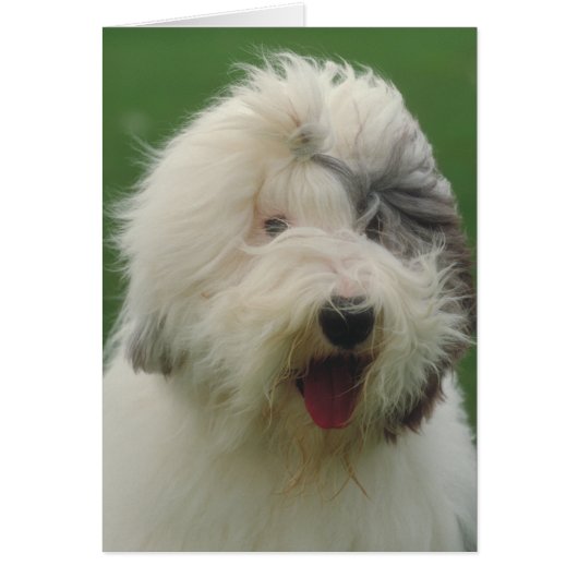 Old English Sheepdog Cards (Front)