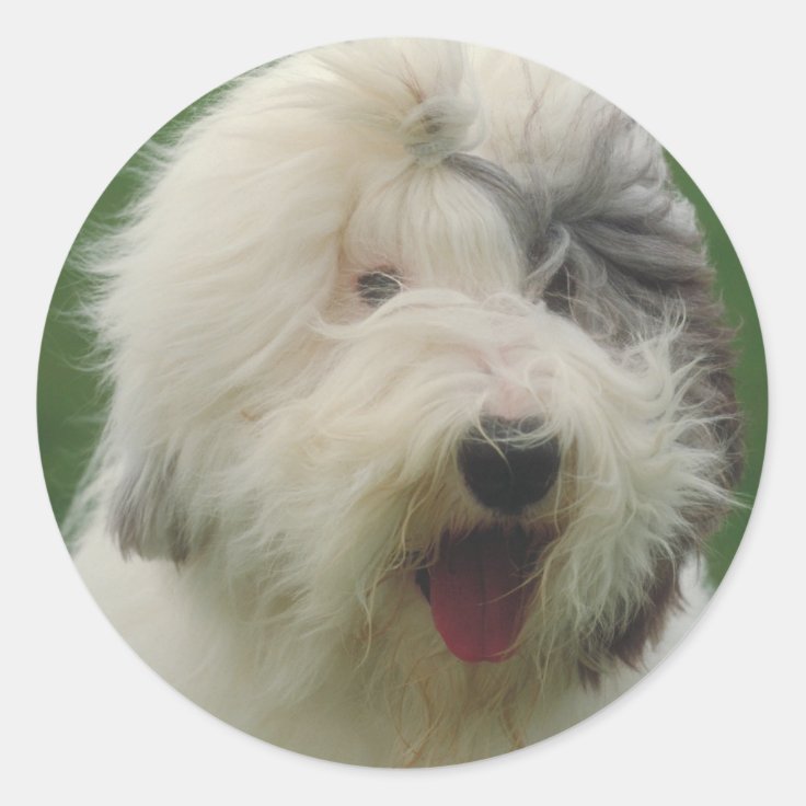 Old English Sheepdog Classic Round Sticker | Zazzle