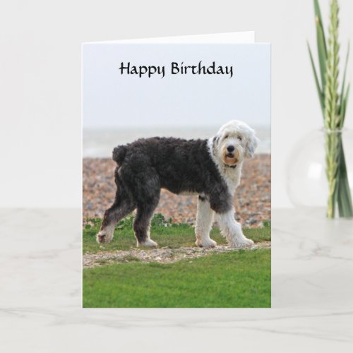 Old English Sheepdog dog birthday card photo Card