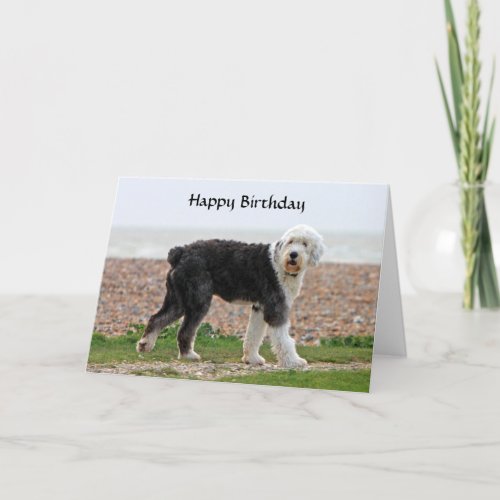 Old English Sheepdog dog birthday card photo Card