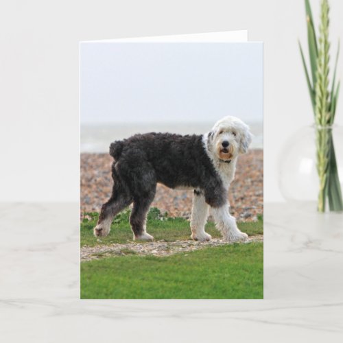 Old English Sheepdog dog blank note card photo Card