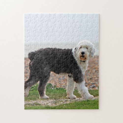Old English Sheepdog dog photo jigsaw puzzle