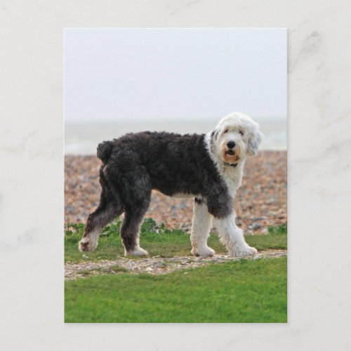 Old English Sheepdog dog postcard beautiful photo Postcard