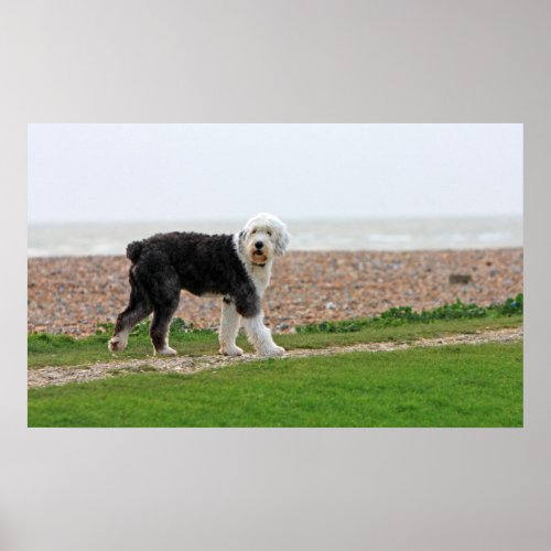 Old English Sheepdog dog poster print photo Poster