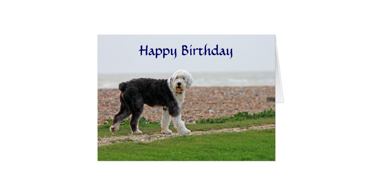 Old English Sheepdog happy birthday card | Zazzle