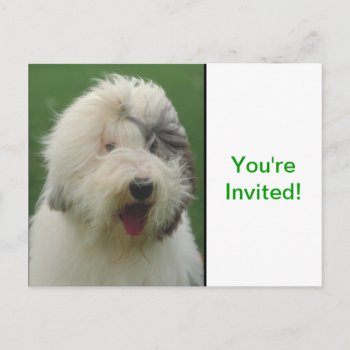 Old English Sheepdog Invitation Postcard by walkandbark at Zazzle