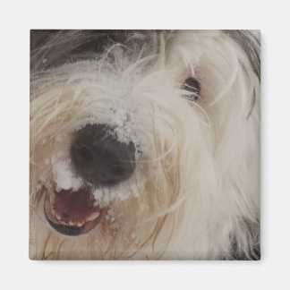 Old English Sheepdog Magnet - Snow Face
