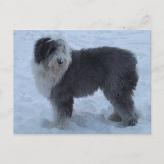 Old English SHeepdog Post Card - Snow Dog!