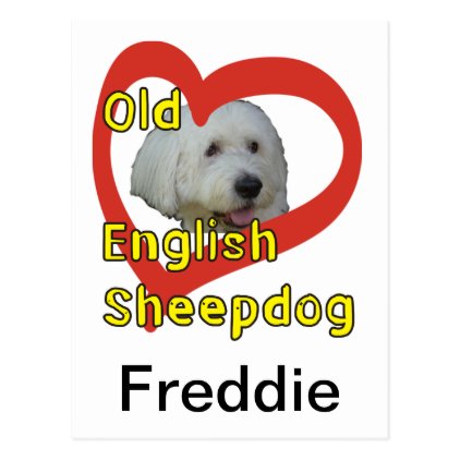 Old English Sheepdog Postcard