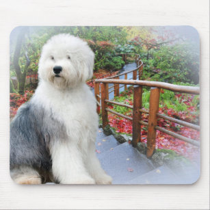 can a old english sheepdog live in india