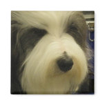 Old English Sheepdog Square Magnet