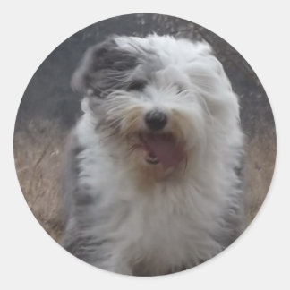 Old English Sheepdog Sticker - Run Dog!