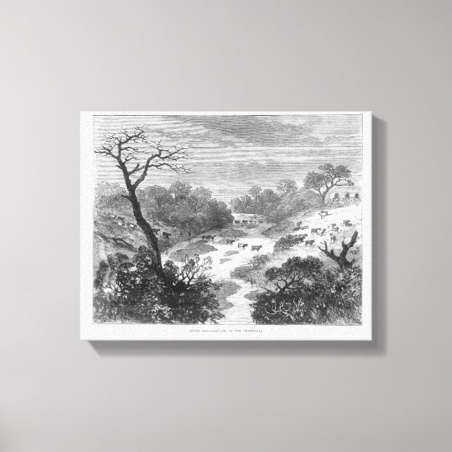 Old engraving- Landscape with cattle Canvas Print (Front)