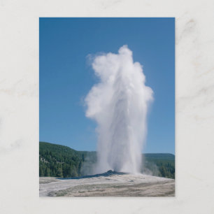 Old Faithful erupting in Yellowstone Postcard