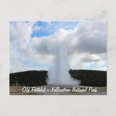 Old Faithful Photo At Yellowstone Postcard