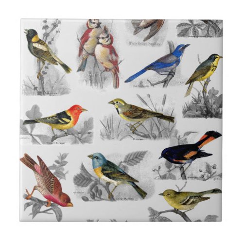 Old Fashioned Birds Ceramic Tile