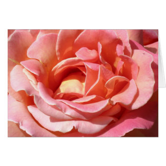 Old Fashioned Climbing Rose Cards