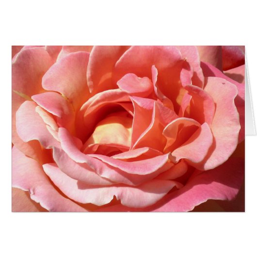 Old Fashioned Climbing Rose Cards (Front Horizontal)